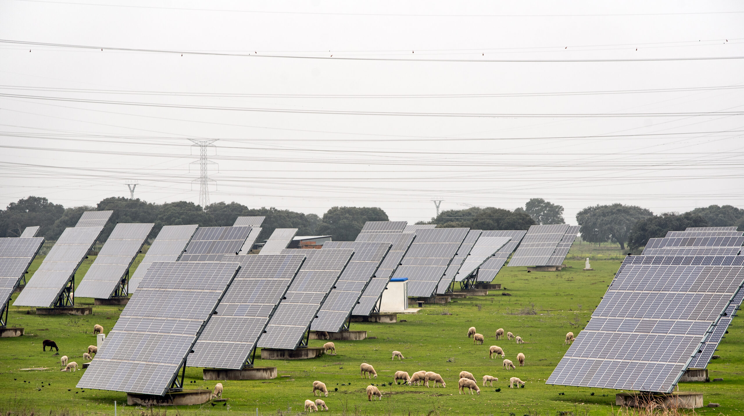 solar agriculture